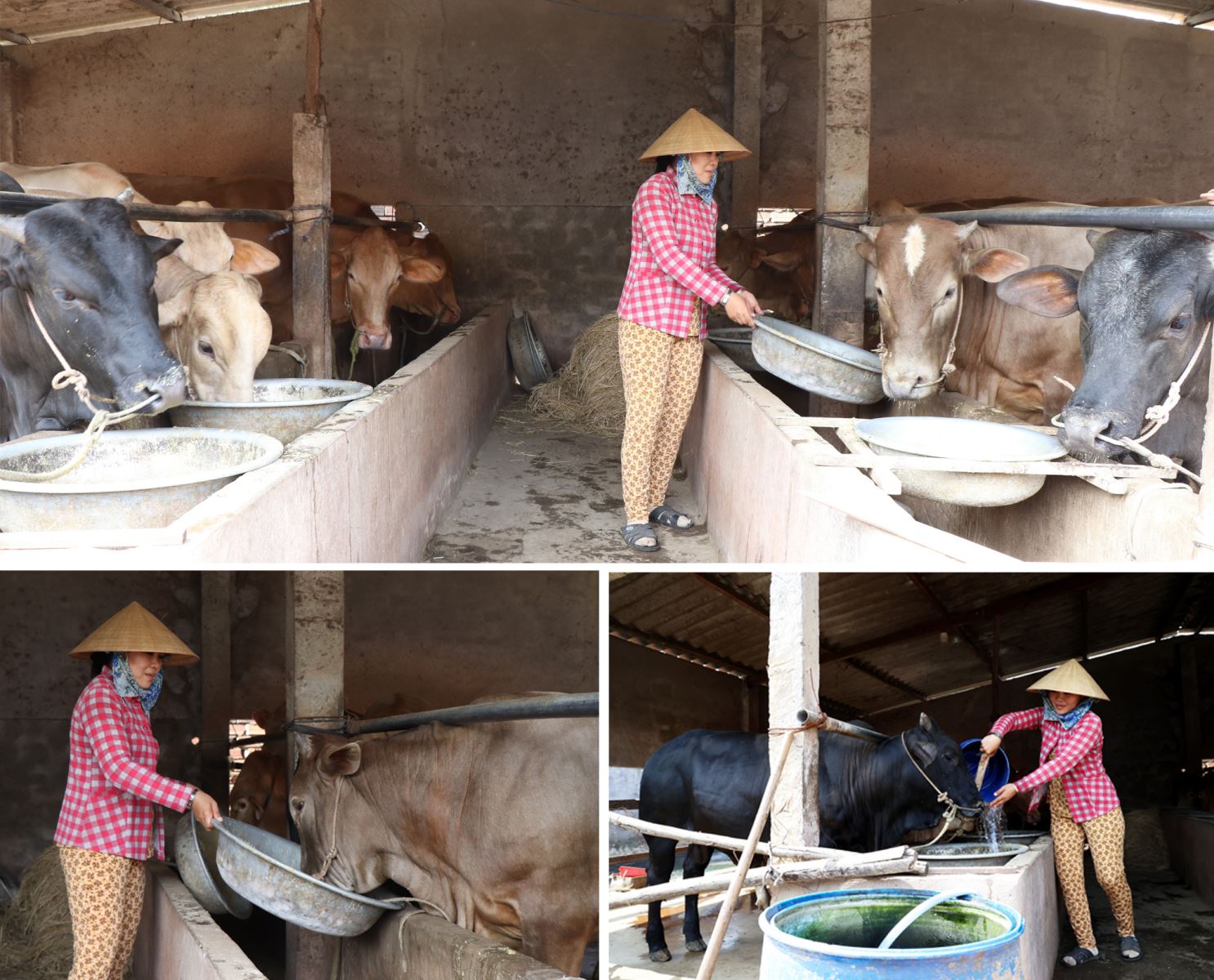 Người dân Bến Tre đẩy mạnh chăn nuôi bò vì có nhiều lợi thế để thích ứng với biến đổi khí hậu. Đến nay, toàn tỉnh có tổng đàn bò trên 200.000 con, tập trung nhiều nhất ở huyện Ba Tri.