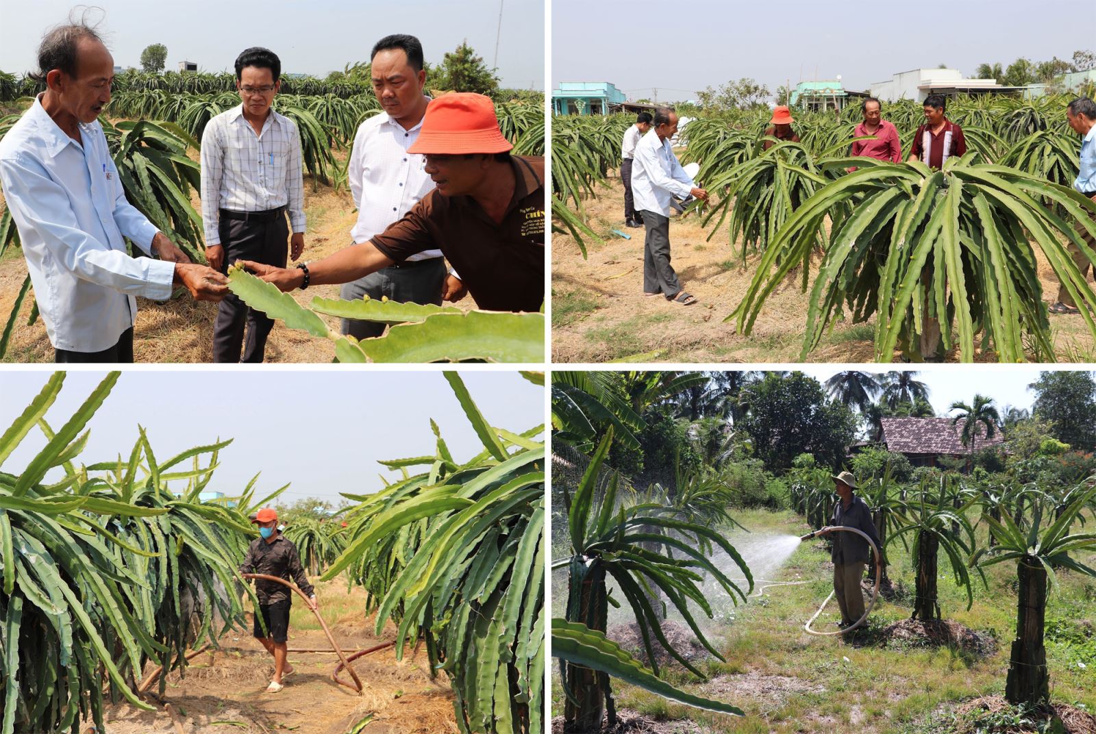 Nhằm thích ứng biến đổi khí hậu, giảm nhẹ thiên tai hạn mặn, Tiền Giang đã chuyển hàng trăm ha đất mặn ven biển trước đây ở xã Kiểng Phước, huyện Gò Công Đông sang trồng chuyên canh thanh long xuất khẩu.
