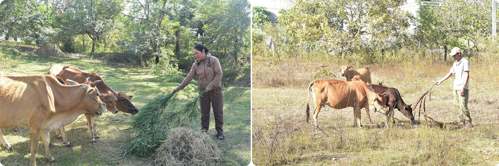 Gia đình bà H’Khưa HĐơh và ông Y Chít Niê tại buôn Jang Lành, xã Krông Na (Buôn Đôn, Đắk Lắk) được hỗ trợ chăn nuôi đã phát triển kinh tế gia đình, thoát nghèo.