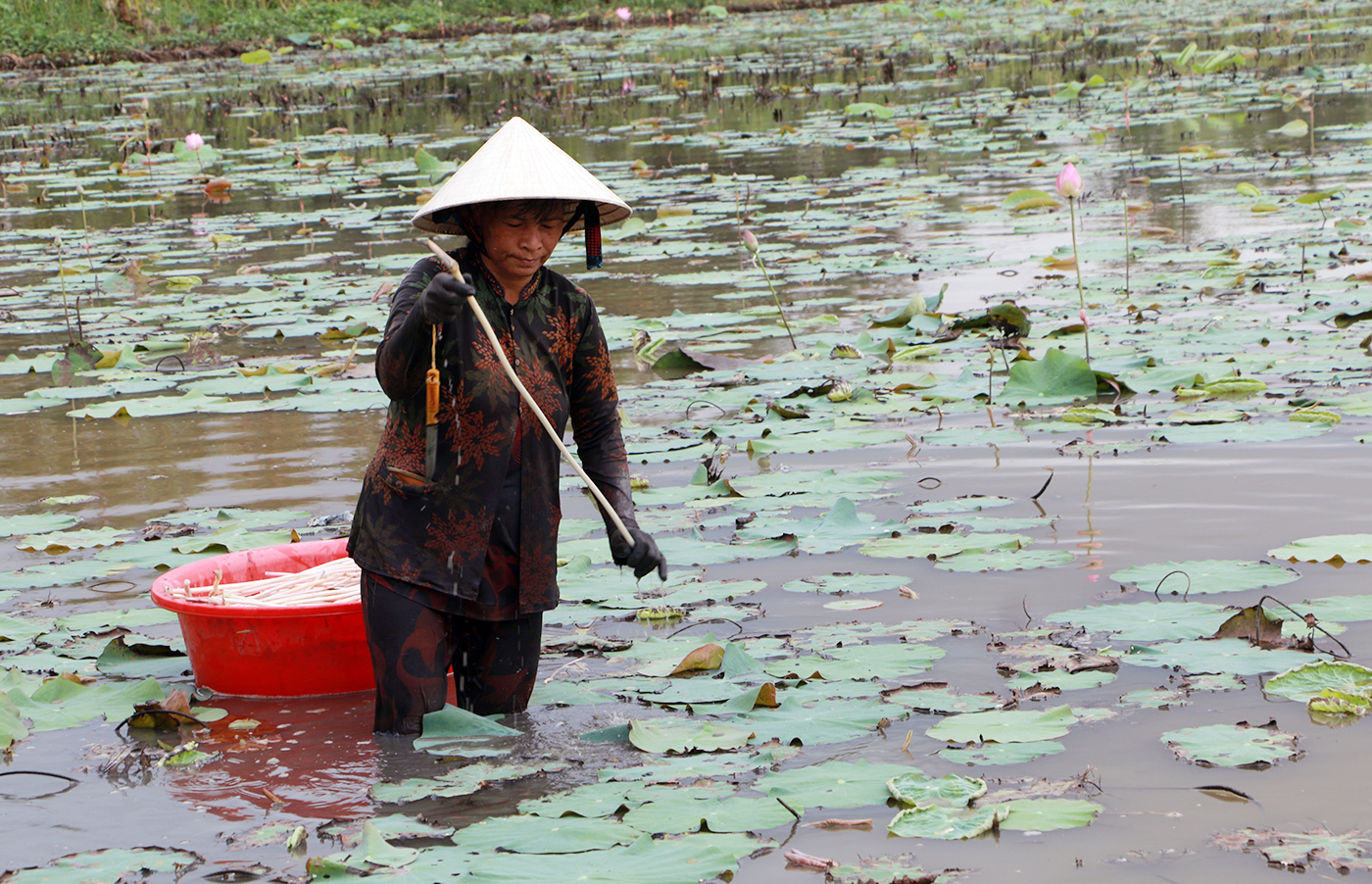 Mô hình trồng sen lấy ngó mang lại thu nhập khá, giảm nghèo bền vững cho nông dân tỉnh Sóc Trăng.