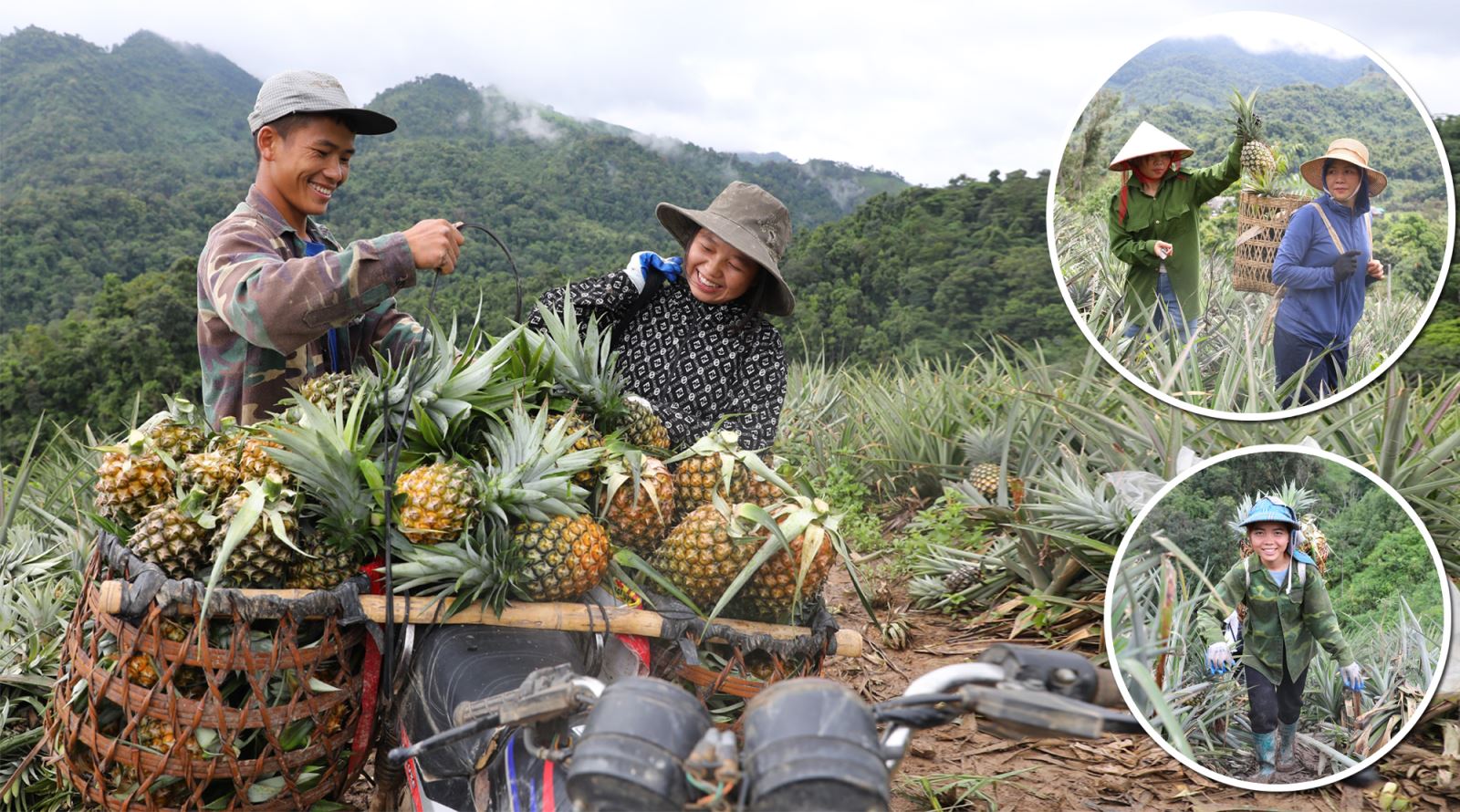 Cây dứa mật giúp đồng bào người Mông ở xã biên giới Mường Nhà (Điện Biên) xóa đói, giảm nghèo.