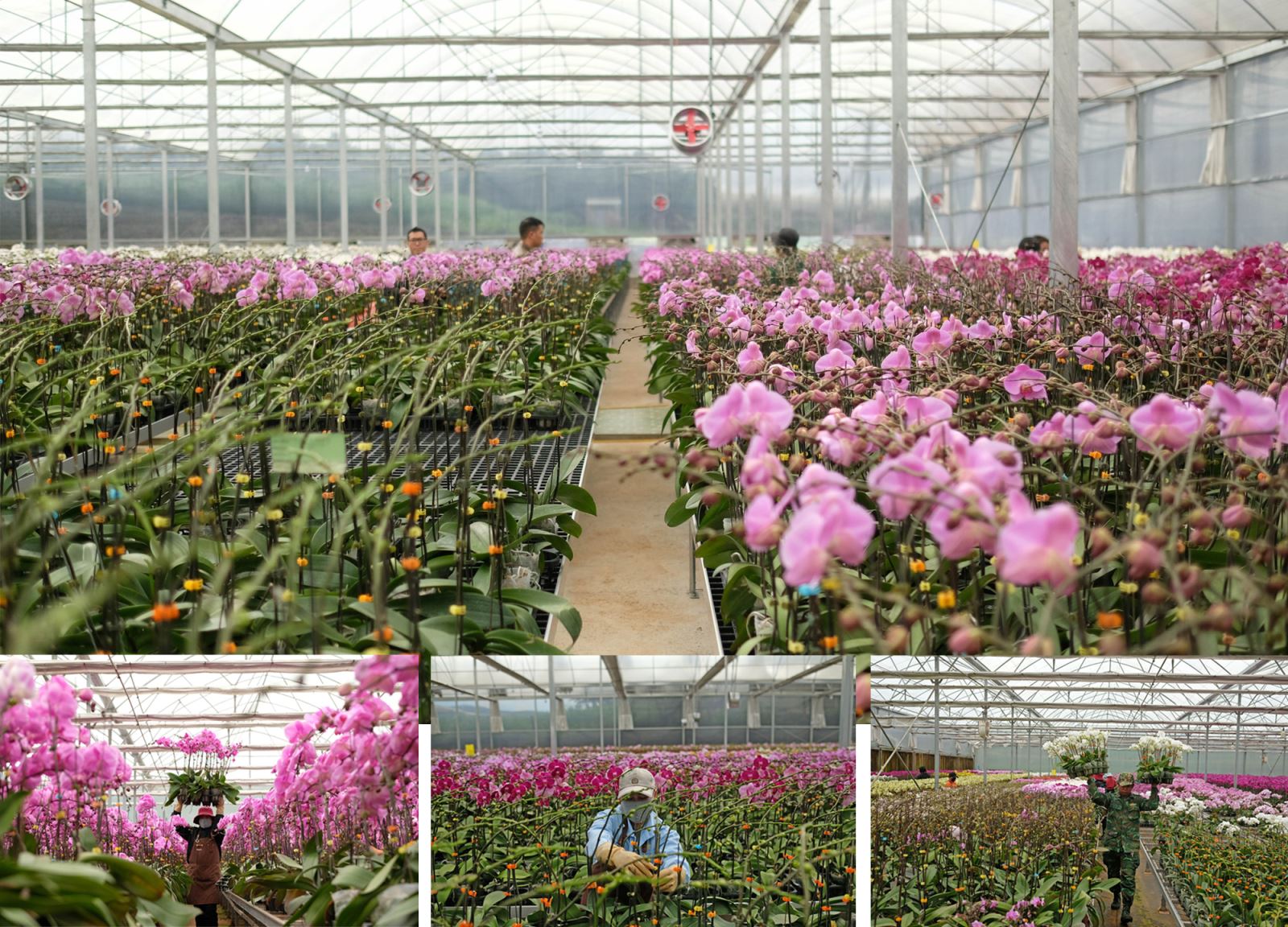 Nhà vườn trồng hoa công nghệ cao tại Lâm Đồng.