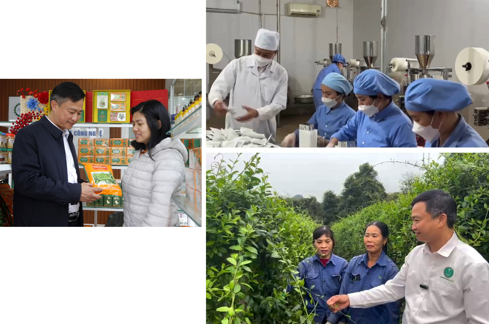 Anh Phan Xuân Diện, nguyên Phó trưởng Phòng Nông nghiệp và Phát triển nông thôn huyện Con Cuông (Nghệ An) xin nghỉ việc ở cơ quan nhà nước để ra ngoài trồng trọt, phát triển cây dược liệu, chế biến các sản phẩm từ dược liệu, bước đầu thành công với lựa chọn của bản thân.