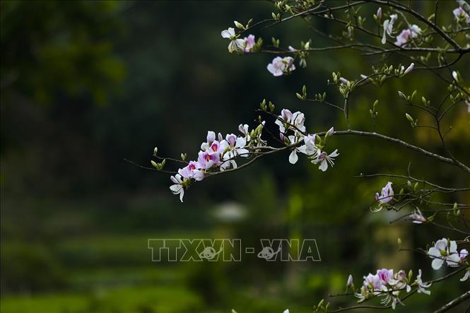 Tinh khôi hoa ban rừng Tây Bắc
