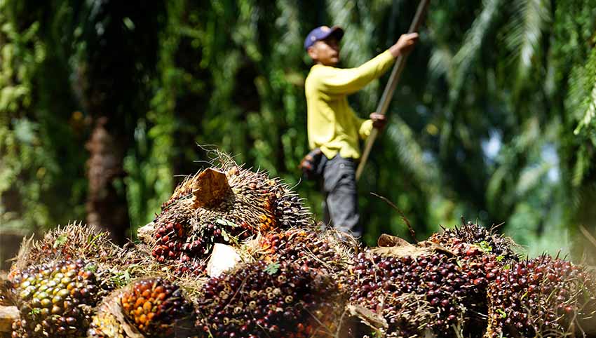 Malaysia đẩy mạnh xuất khẩu vào thị trường Việt Nam