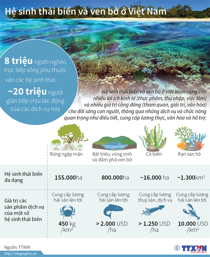 Cấp bách bảo tồn biển ảnh 5