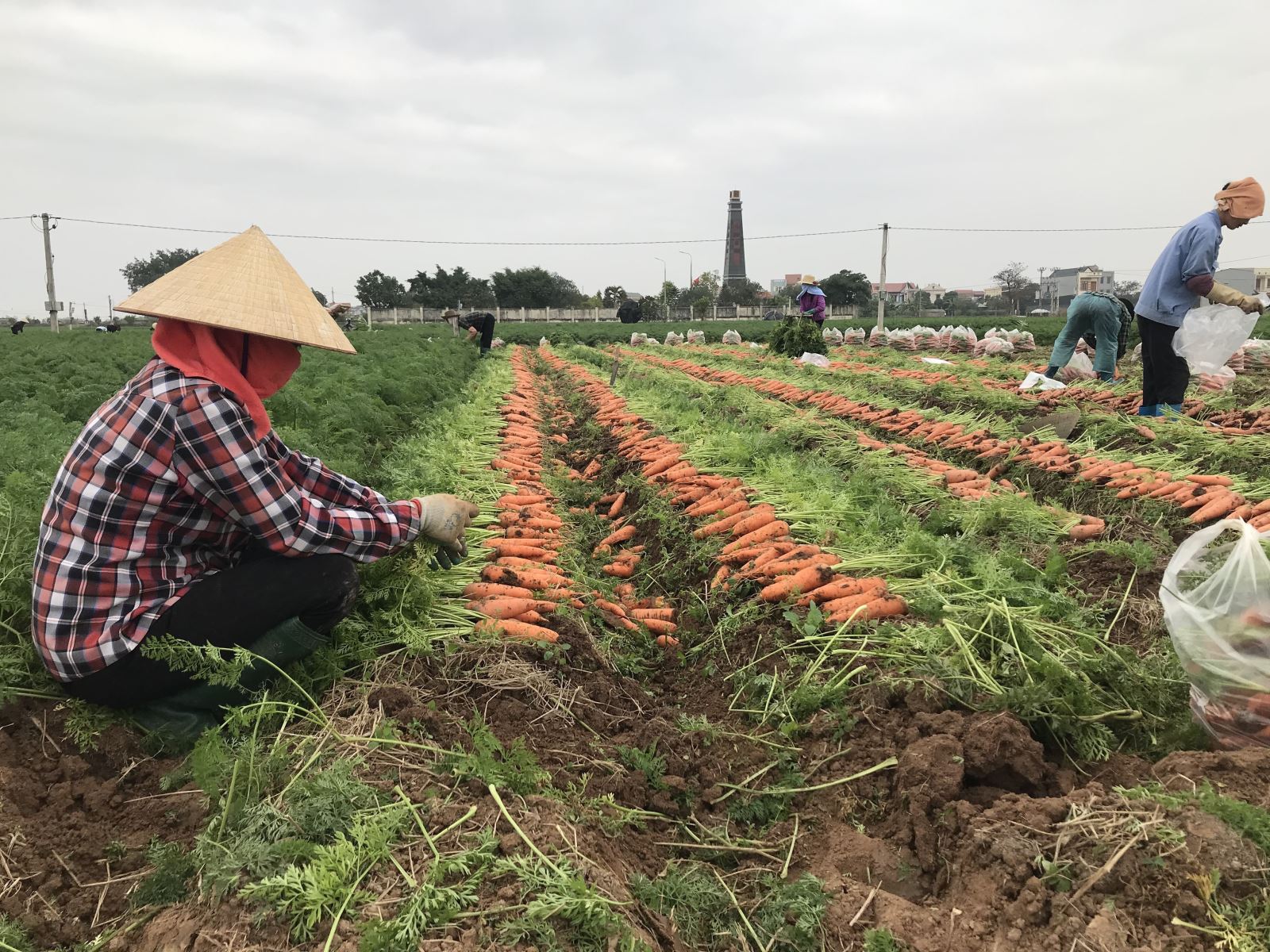 Thu hoạch sản phẩm tại vùng sản xuất chuyên canh Cà rốt huyện Cẩm Giàng (Hải Dương).