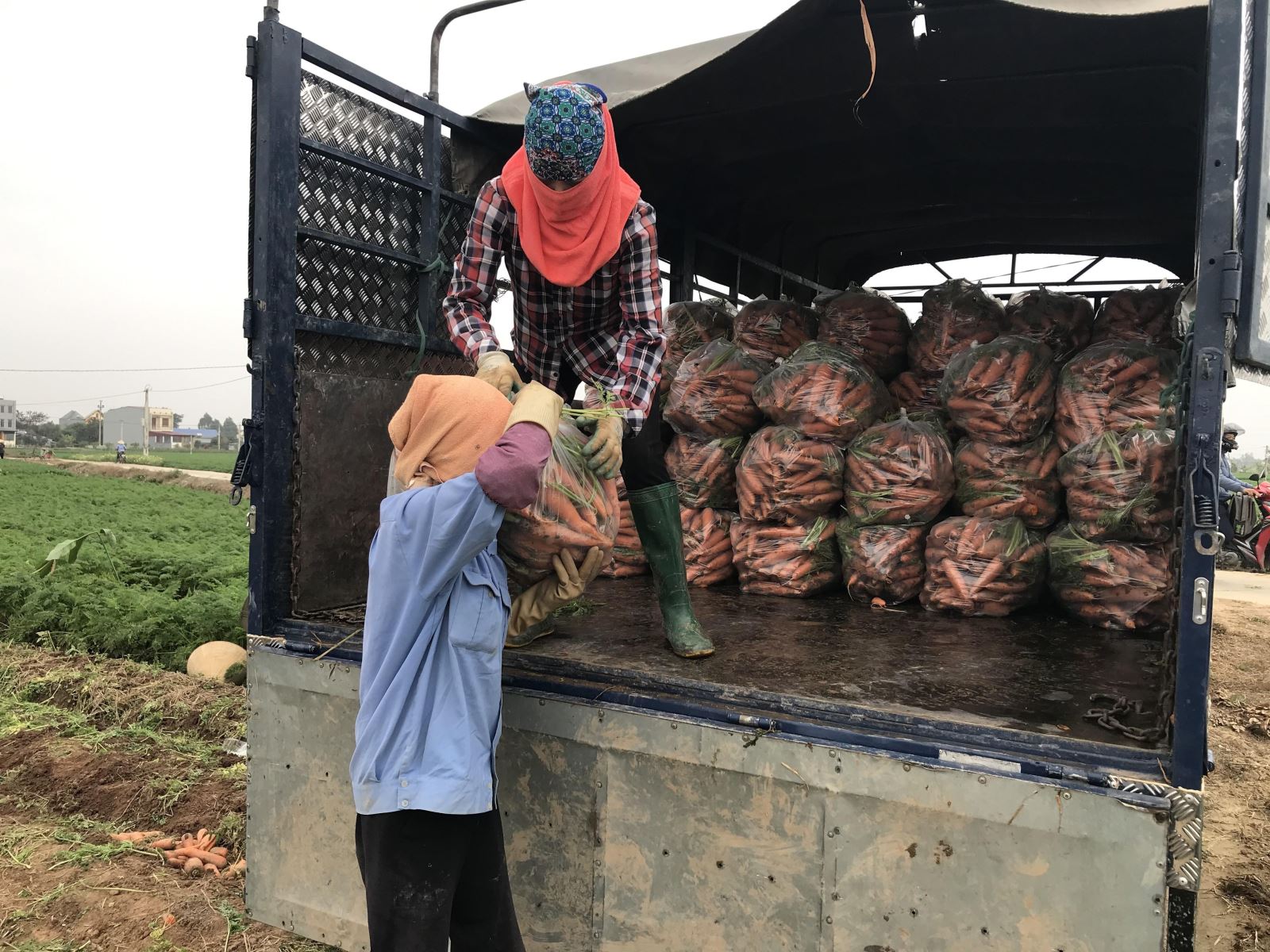 Vận chuyển cà rốt về nơi sơ chế tại vùng sản xuất chuyên canh Cà rốt huyện Cẩm Giàng (Hải Dương).
