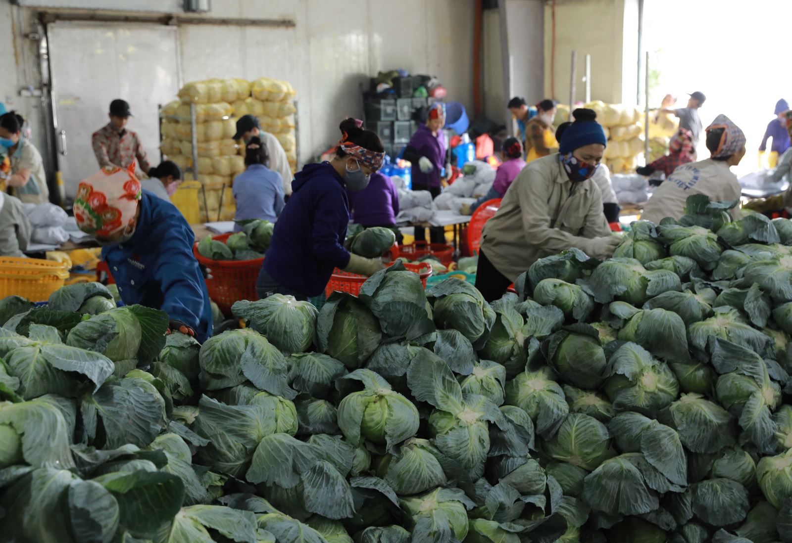 Sơ chế, đóng gói sản phẩm rau bắp cải tại Công ty TNHH Hưng Việt, huyện Gia Lộc, tỉnh Hải Dương.