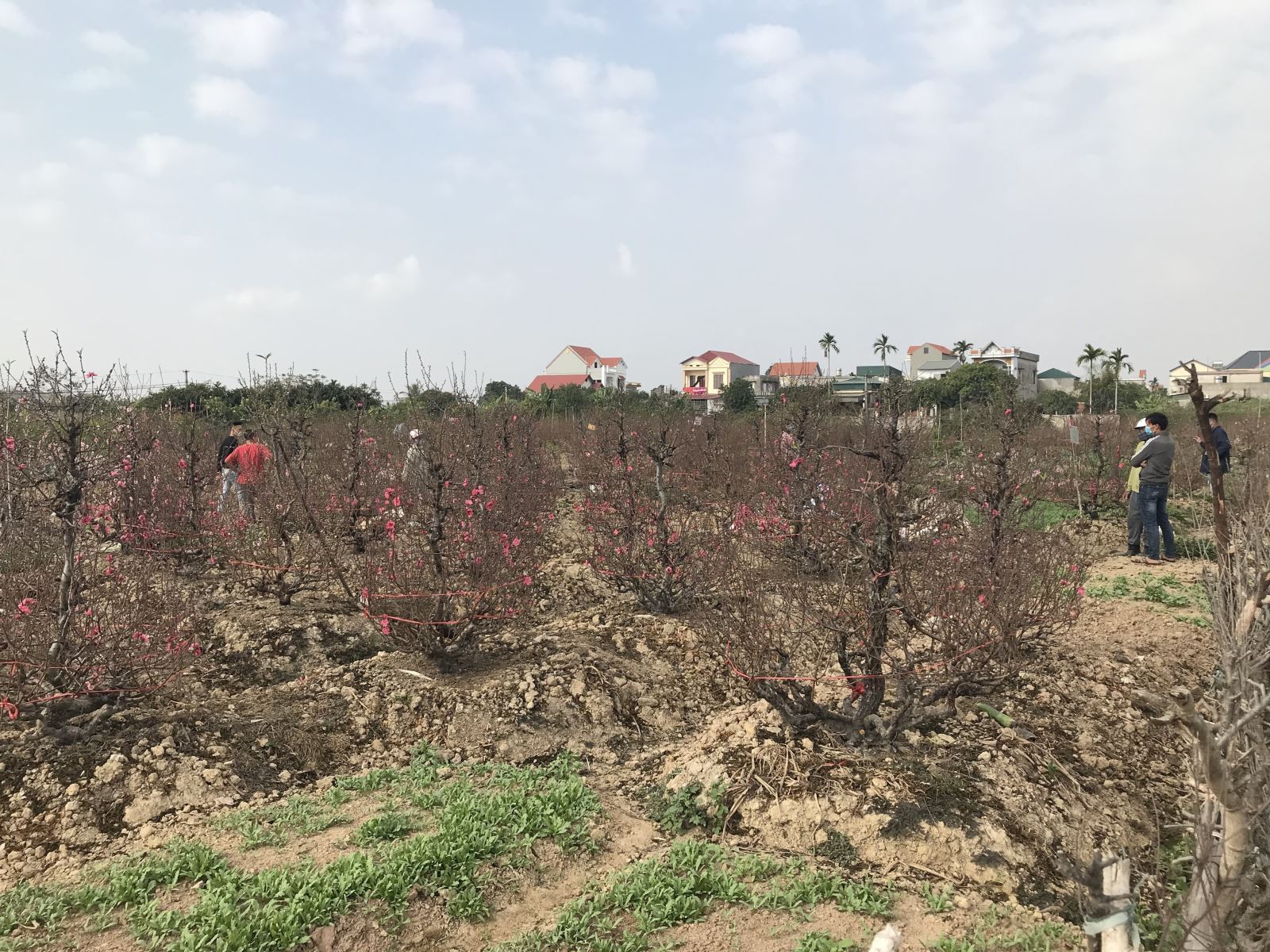 Chính quyền địa phương các cấp ở Hải Dương có sự hỗ trợ kịp thời để giải cứu đào Tết.