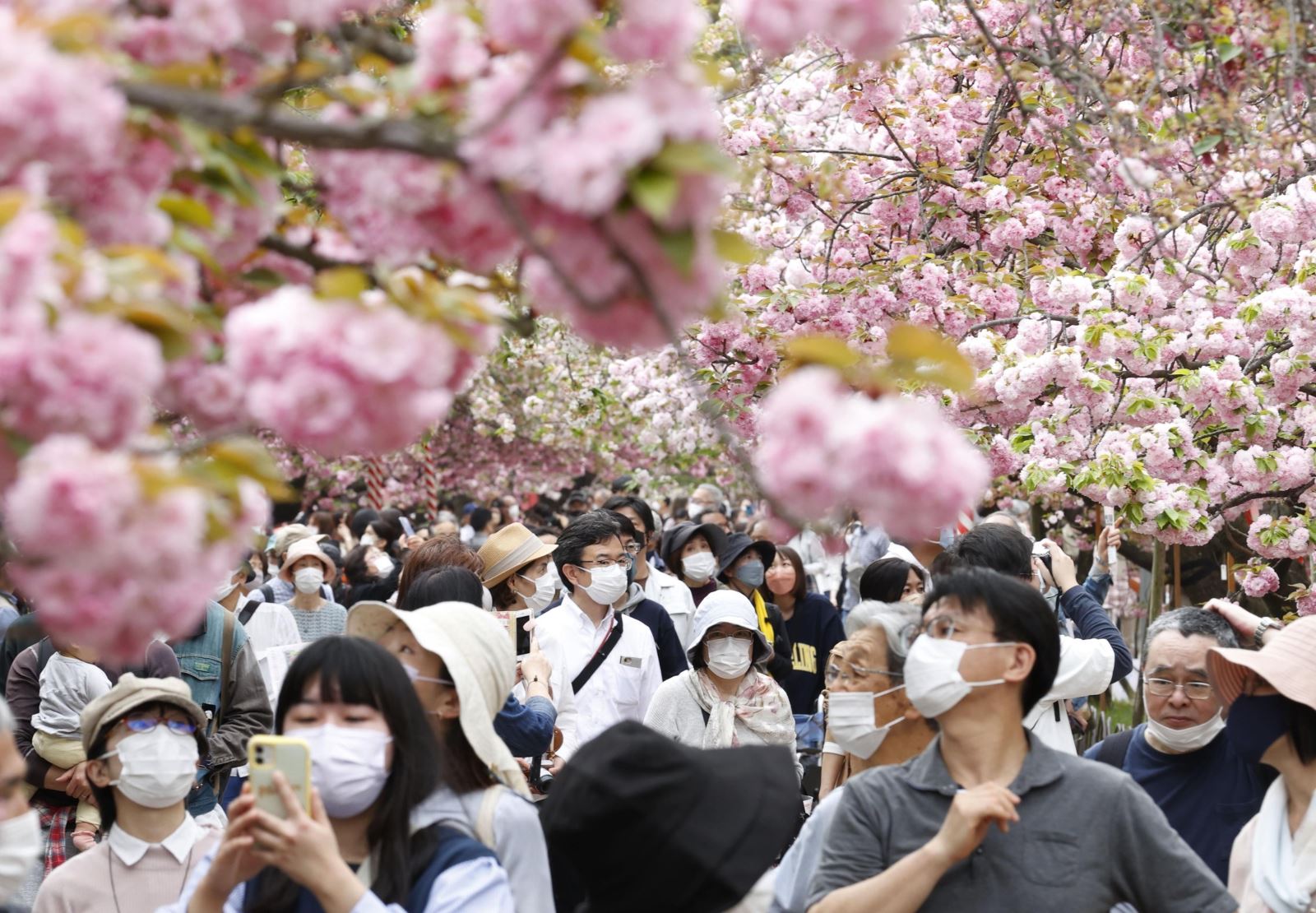 Cứ mỗi dịp hoa anh đào nở, lễ hội ngắm hoa "Hanami" tại Nhật Bản lại thu hút đông đảo người tham gia.