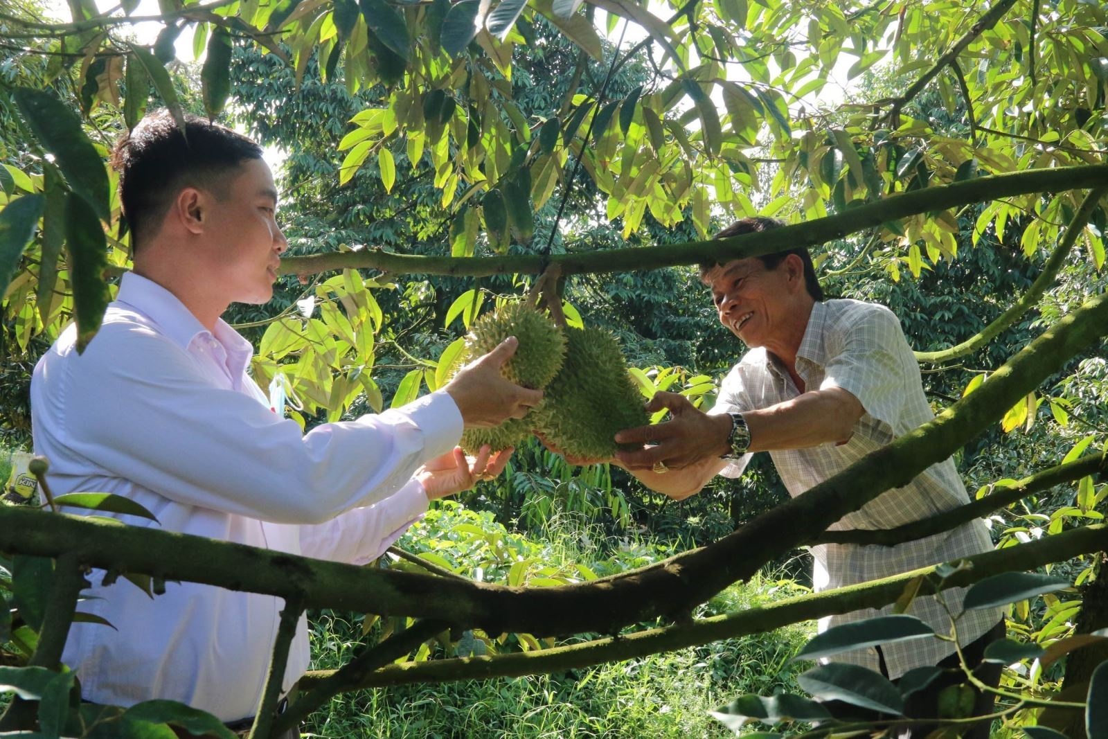 Ông Ngô Văn Sơn tại ấp 1, xã Cẩm Sơn (Cai Lậy, Tiền Giang) áp dụng các biện pháp khoa học thâm canh vào canh tác 1,2 ha sầu riêng mang lại hiệu quả kinh tế cao.