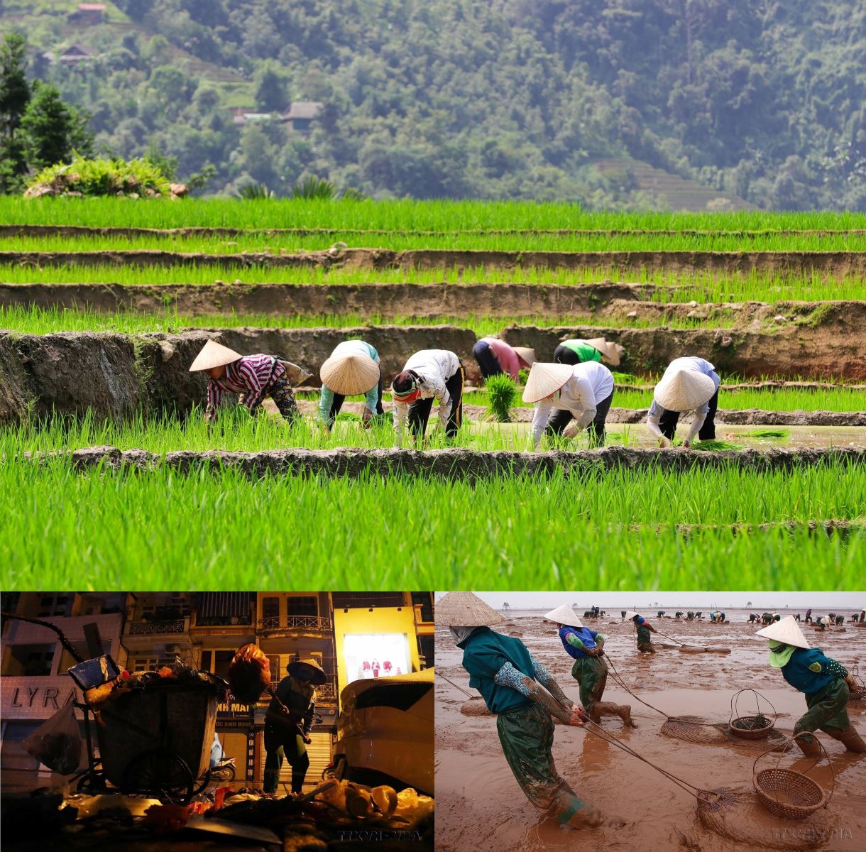 Hiện nay, phụ nữ Việt Nam góp một phần rất lớn vào quá trình phát triển của đất nước, thể hiện ở số nữ chiếm tỉ lệ cao trong lực lượng lao động.