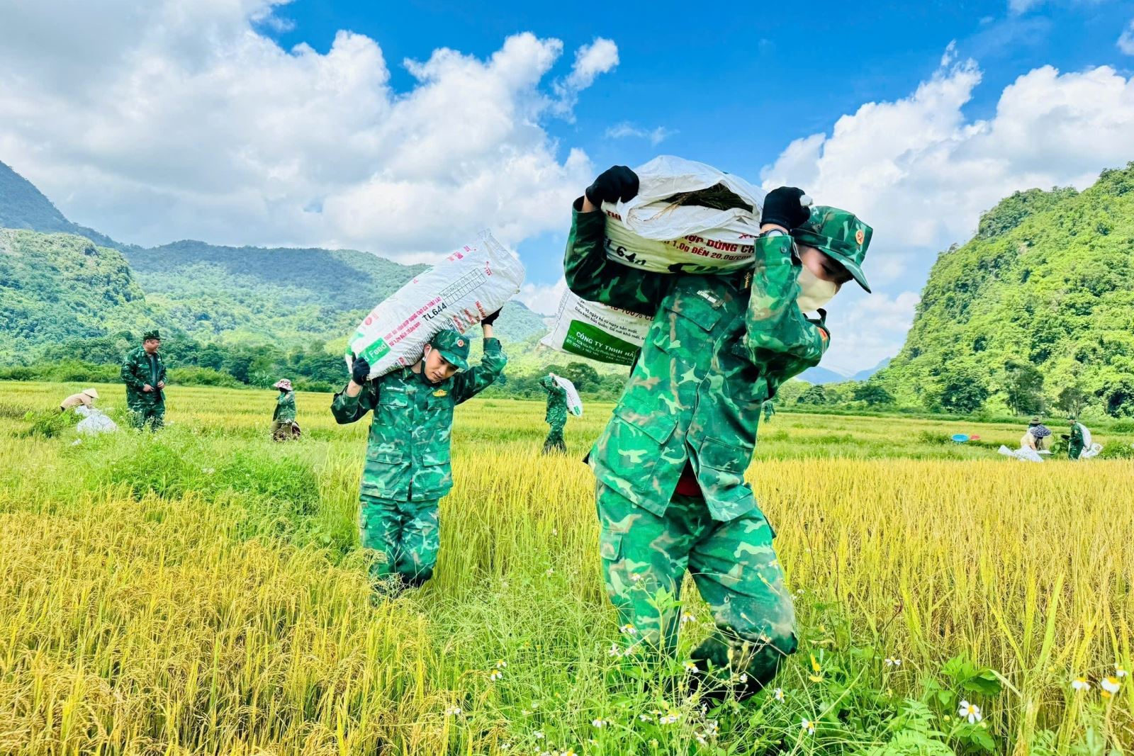Cán bộ, chiến sĩ Đồn Biên phòng Hướng Lập về các thôn, bản hỗ trợ đồng bào Bru - Vân Kiều thu hoạch lúa.