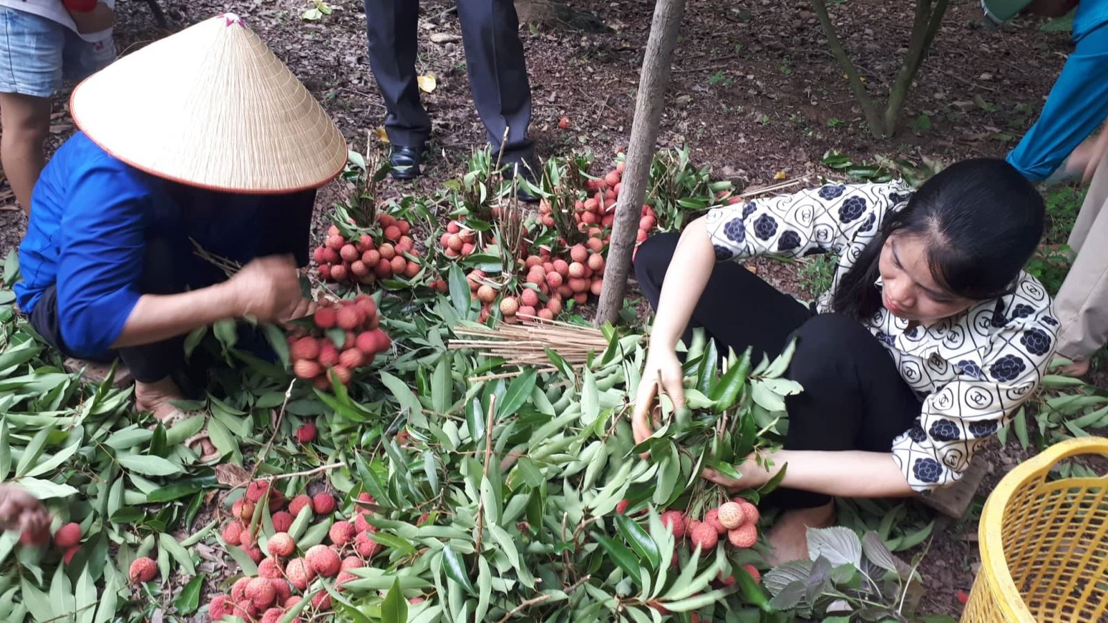 Chú thích ảnh
