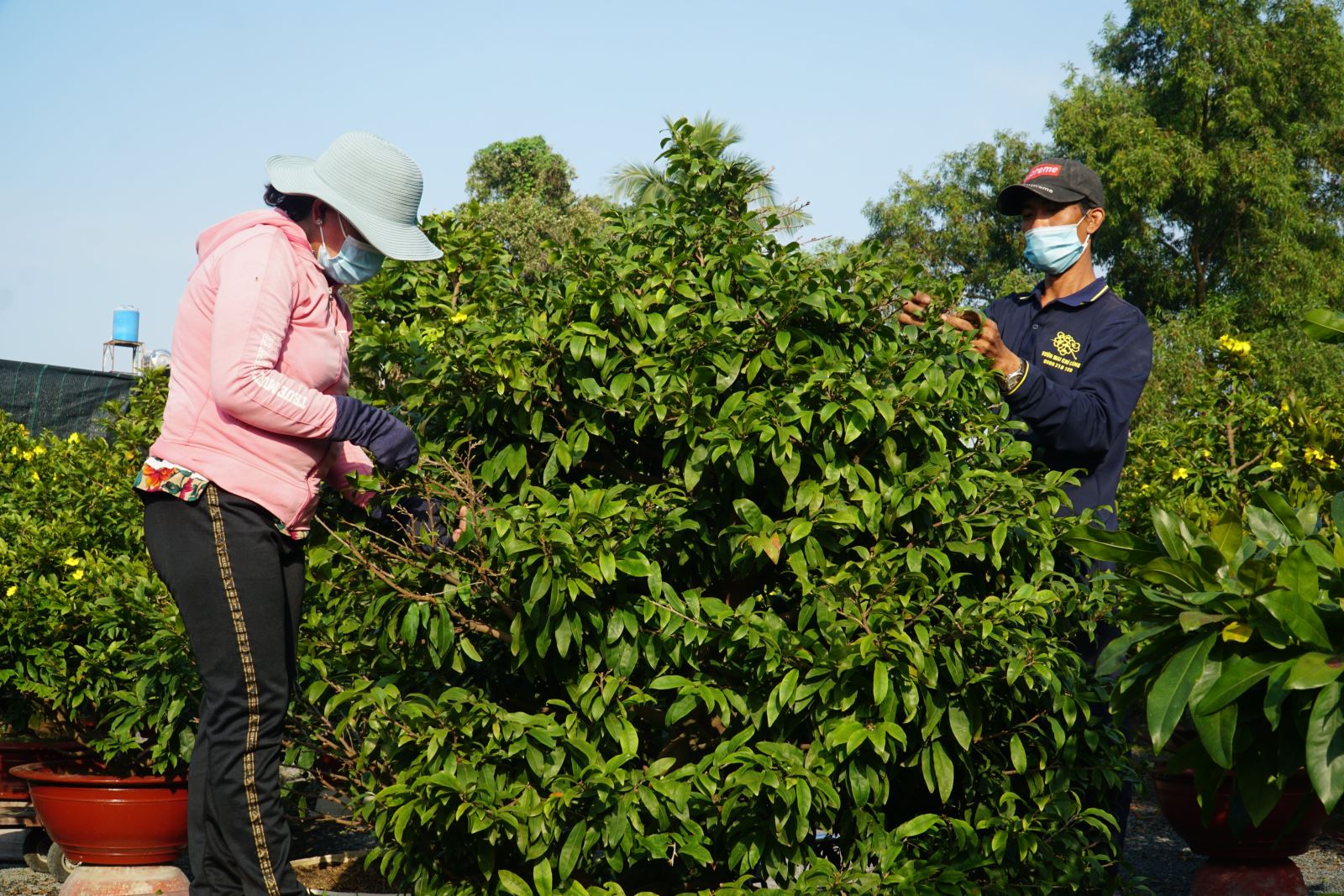Chú thích ảnh