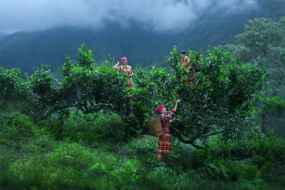 Chú thích ảnh